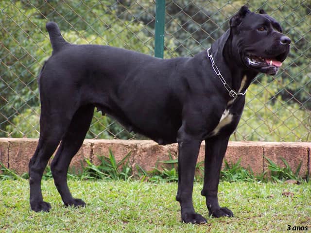 Cane Corso - most dangerous dogs in the world
