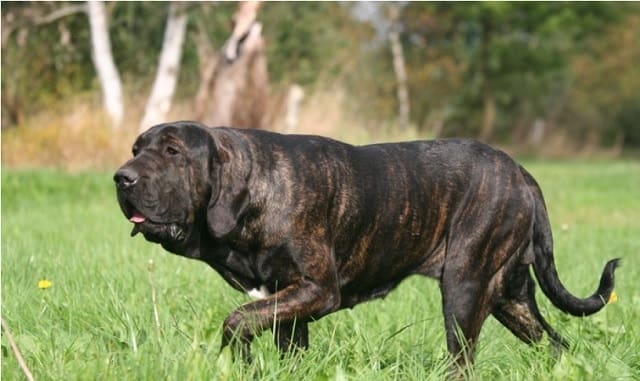 Fila Brasileiro - most dangerous dogs