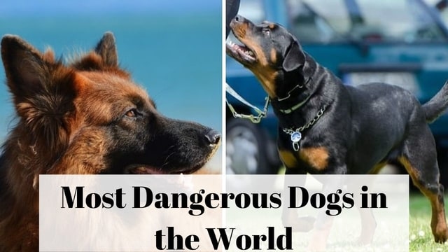 Most Dangerous Dogs in the World