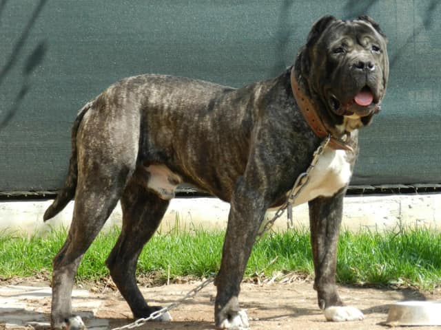 Perro de Presa Canario - most aggressive dog breeds