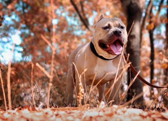Pitbulls - Most Dangerous Dog Breeds in the World
