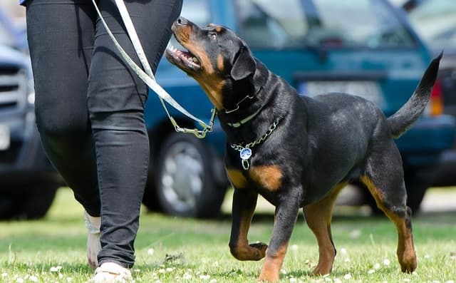 Rottweilers - most dangerous dogs in the world