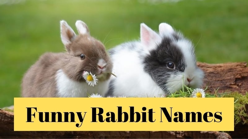 Funny Rabbit Name