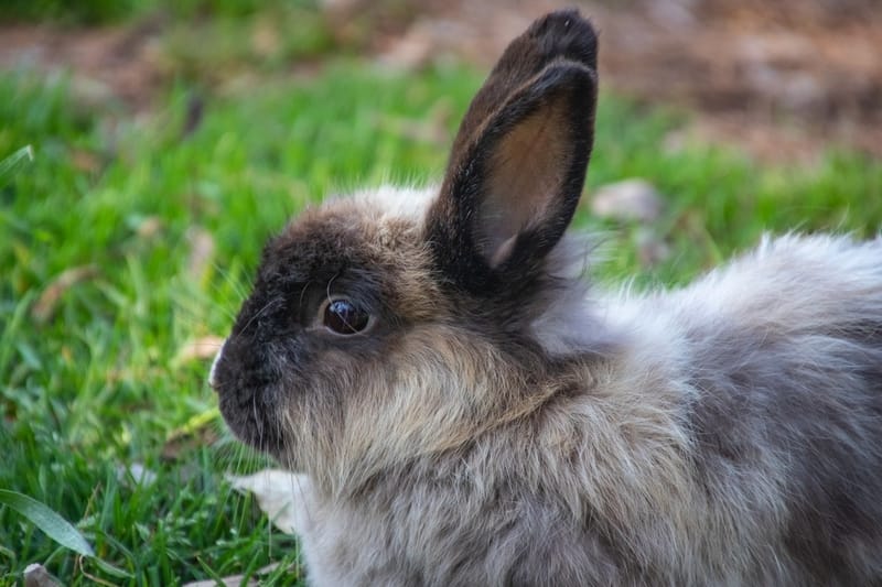 Rabbit Name for Male